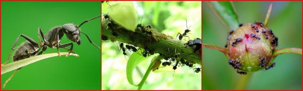 борьба с муравьями на дачном участке