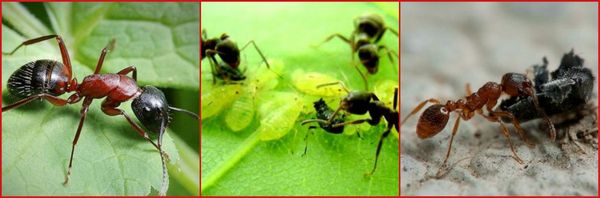 борьба с муравьями на садовом участке