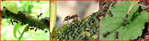 борьба с муравьями на дачном участке