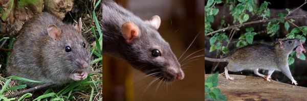 как избавиться от крыс в частном доме