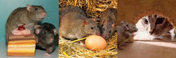 борьба с крысами в частном доме