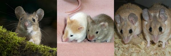 Как избавиться от крыс в самодельном доме