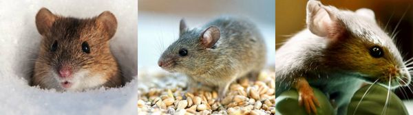 Как избавиться от мышей в домашних условиях