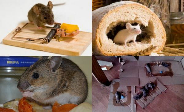Народные средства для лечения мышей