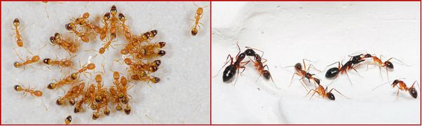 Как избавиться от рыжих муравьев? Домашние муравьи в квартире