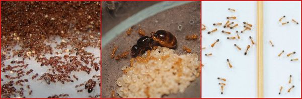 уничтожение домашних рыжих муравьев