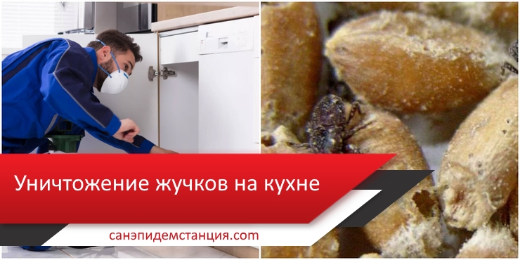 Жучки в крупе и в шкафу на кухне